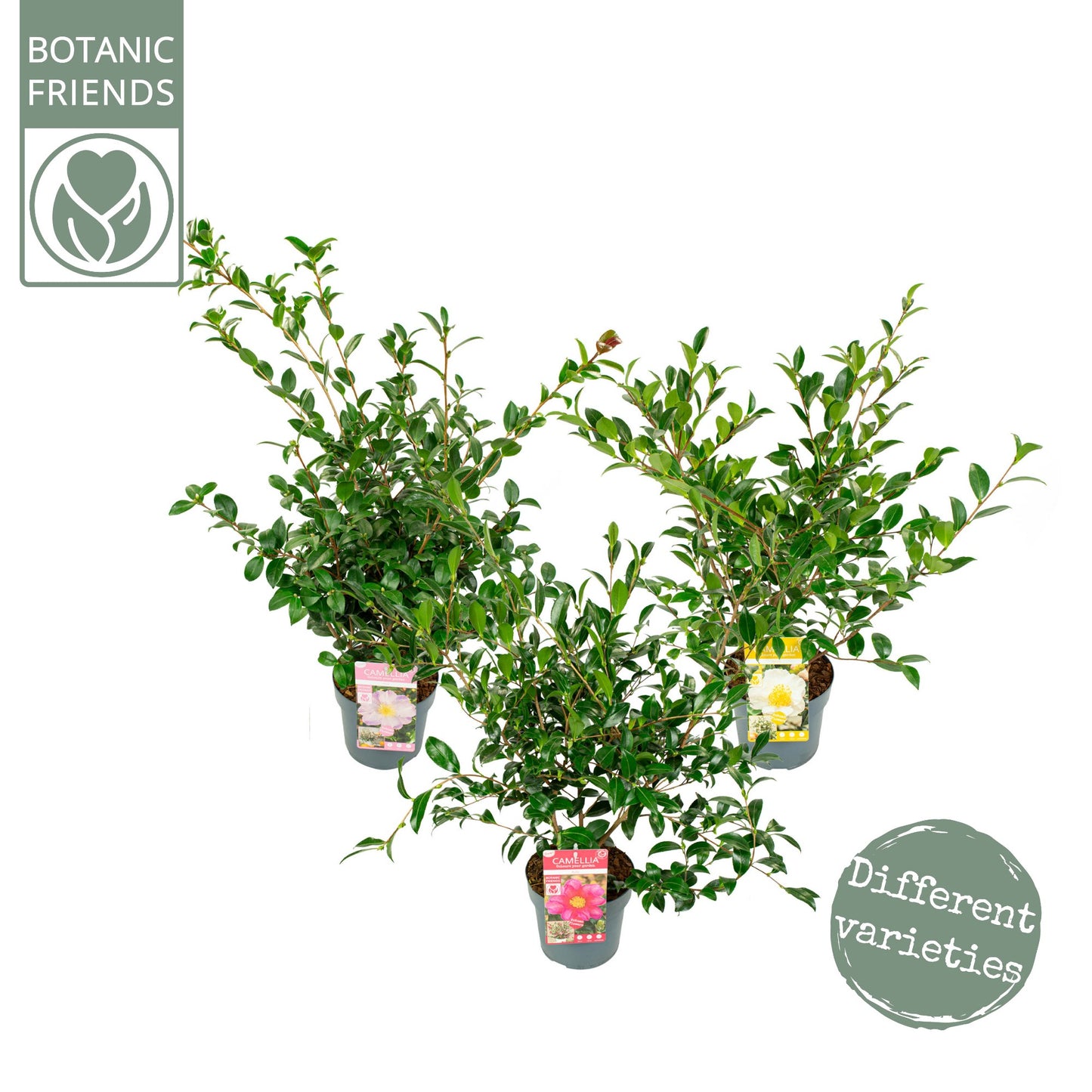 Camellia sasanqua 60cm 19cm Pot