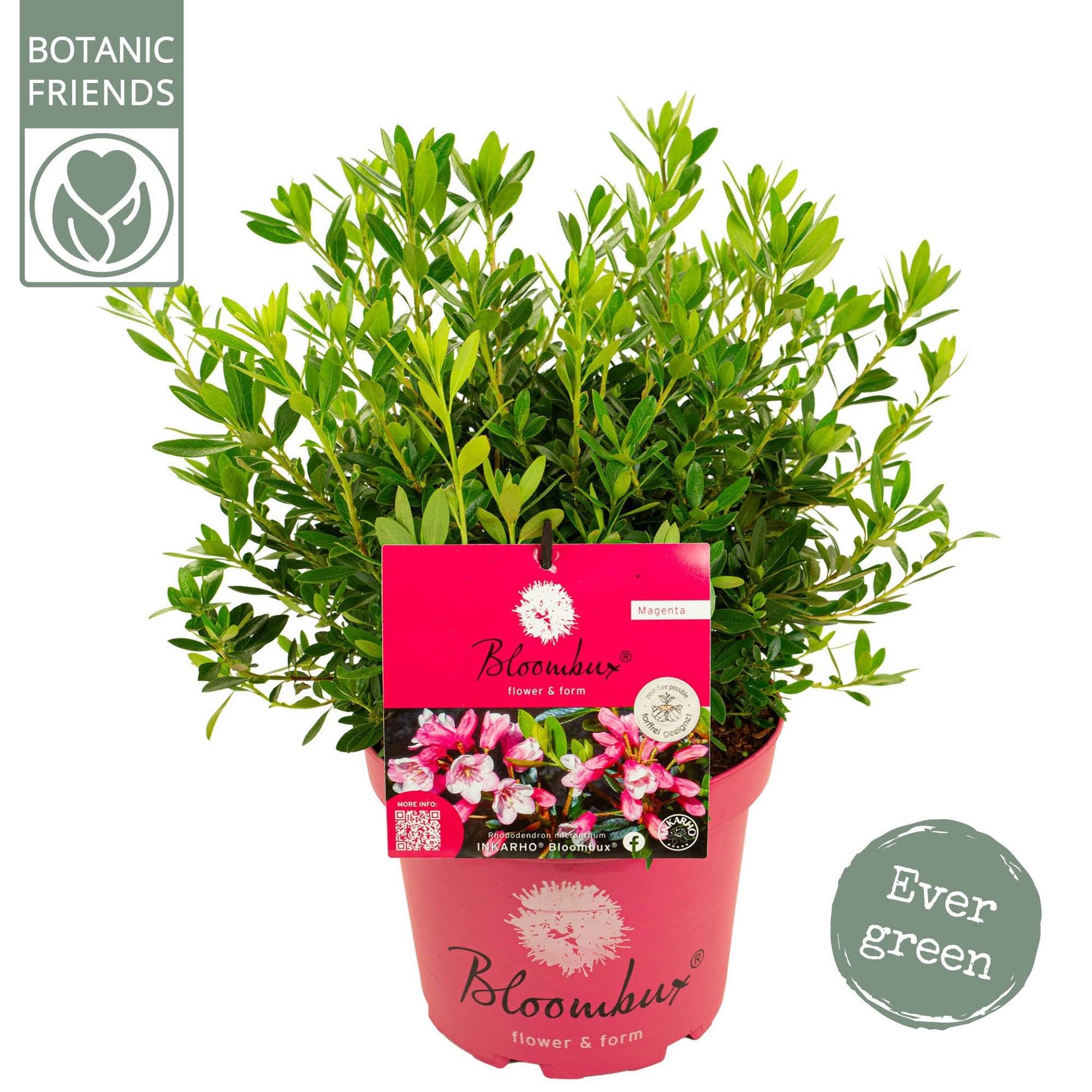 Son en Koot Plant Rhododendron Magenta Pack of 1