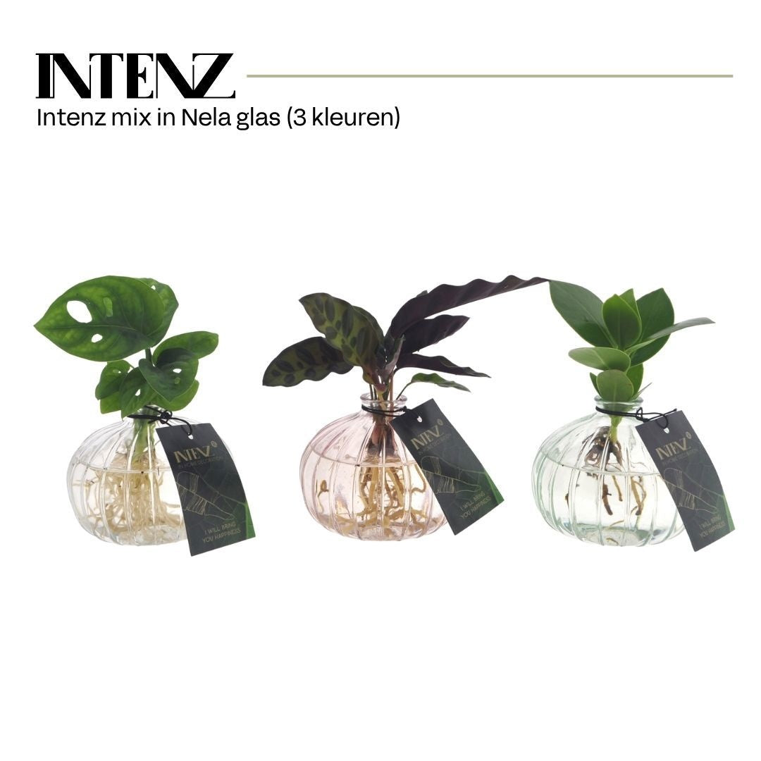 Foliage houseplants mix 25cm 7cm Pot