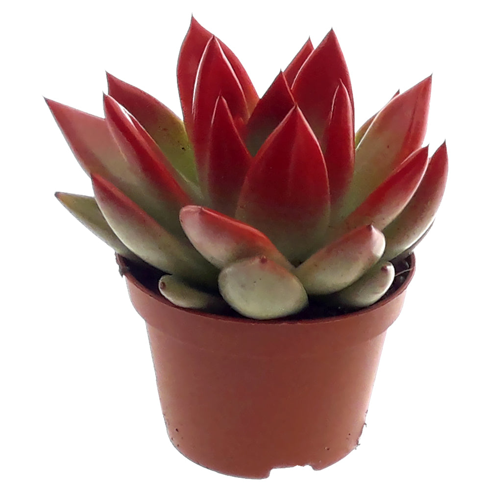 Echeveria Miranda 8cm 6cm Pot