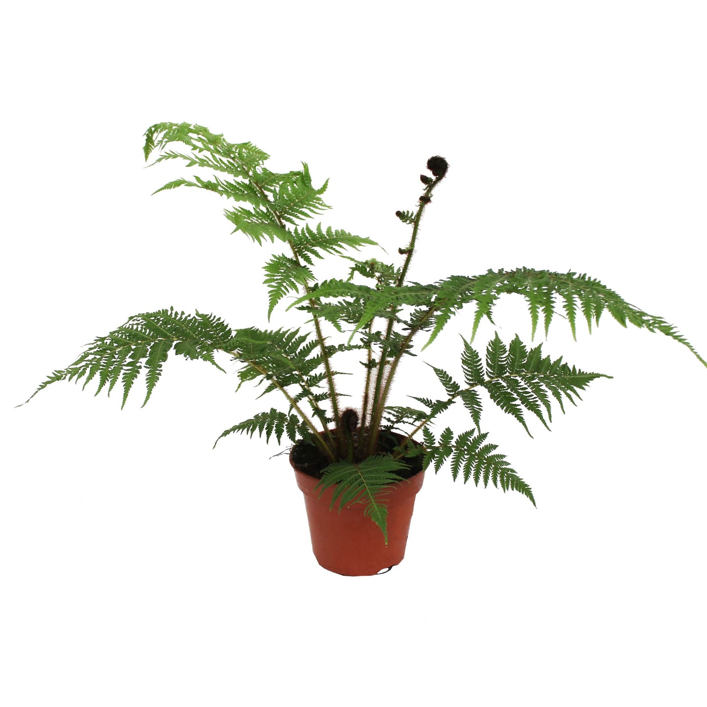 Cyathea Tomentosissi 50cm 17cm Pot