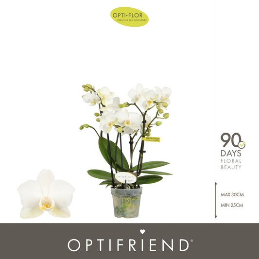 Phalaenopsis Optifriend Sandra 25cm 7cm Pot