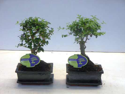 Bonsai Ligustrum 25cm 15cm Pot