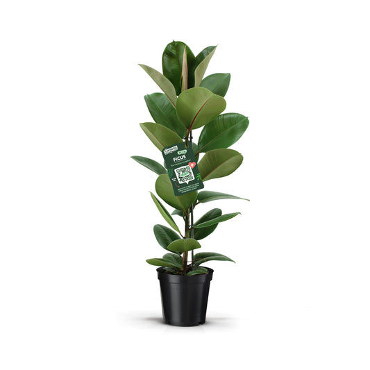 Ficus Robusta 100cm 21cm Pot