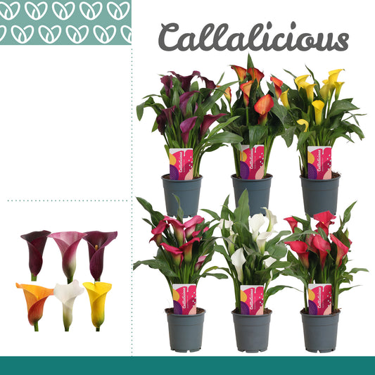 Zantedeschia mix 35cm 12cm Pot