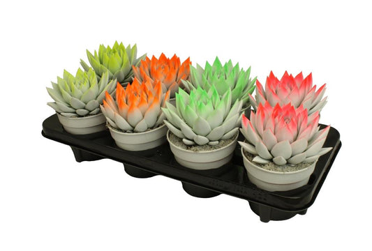 Echeveria colored bicolor neon mix 15cm 12cm Pot
