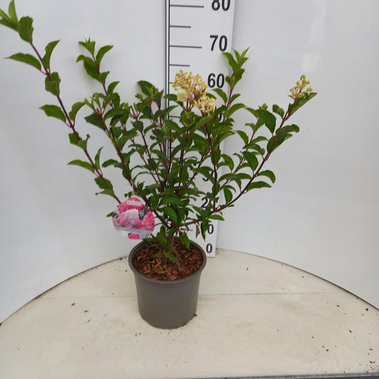 Hydrangea pan. Vanille-Frais 65cm 23cm Pot