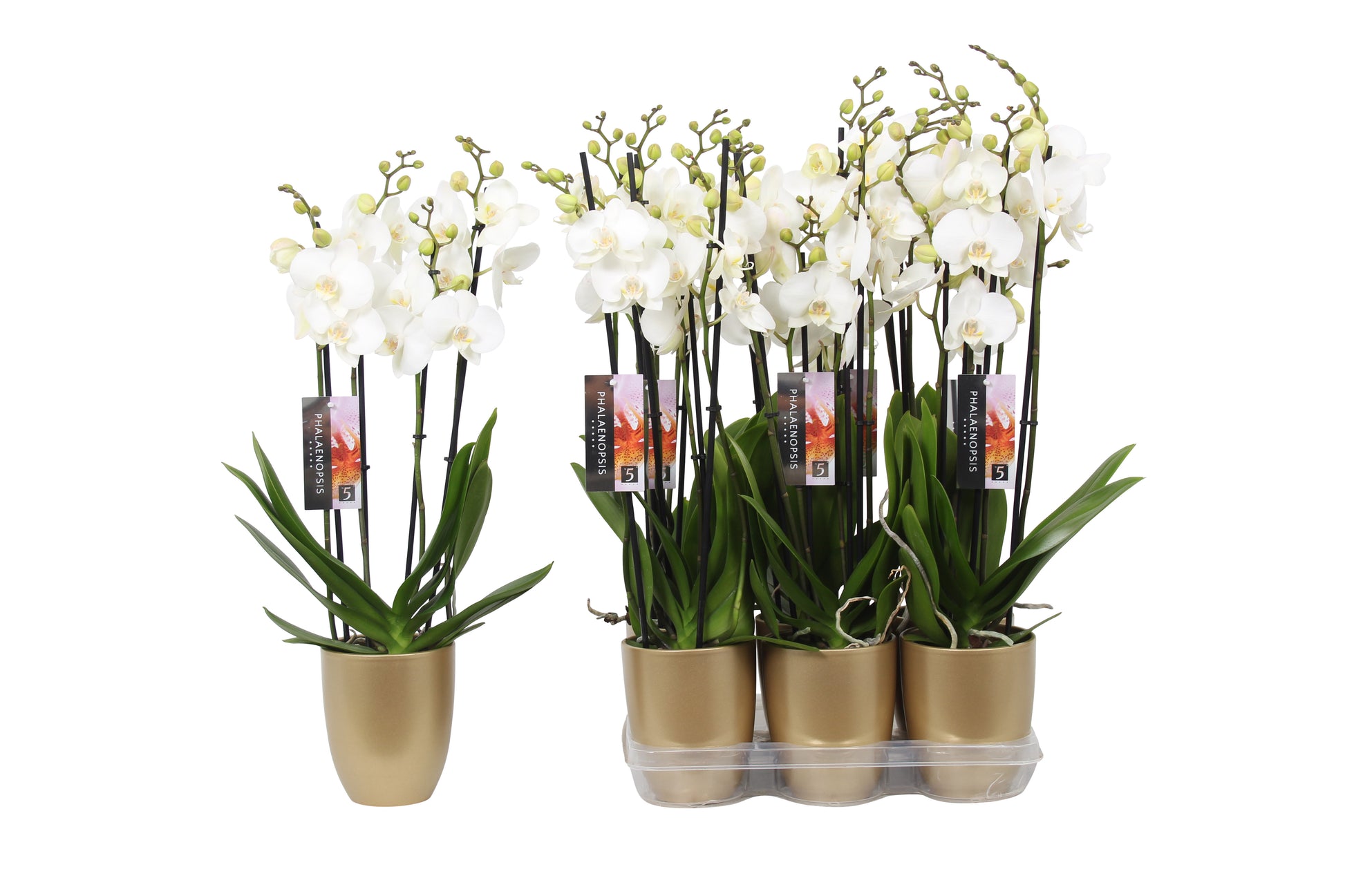 Phalaenopsis white (+ drp.ceramic) 60cm 12cm Pot