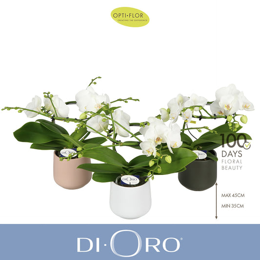 Phalaenopsis white 50cm 12cm Pot