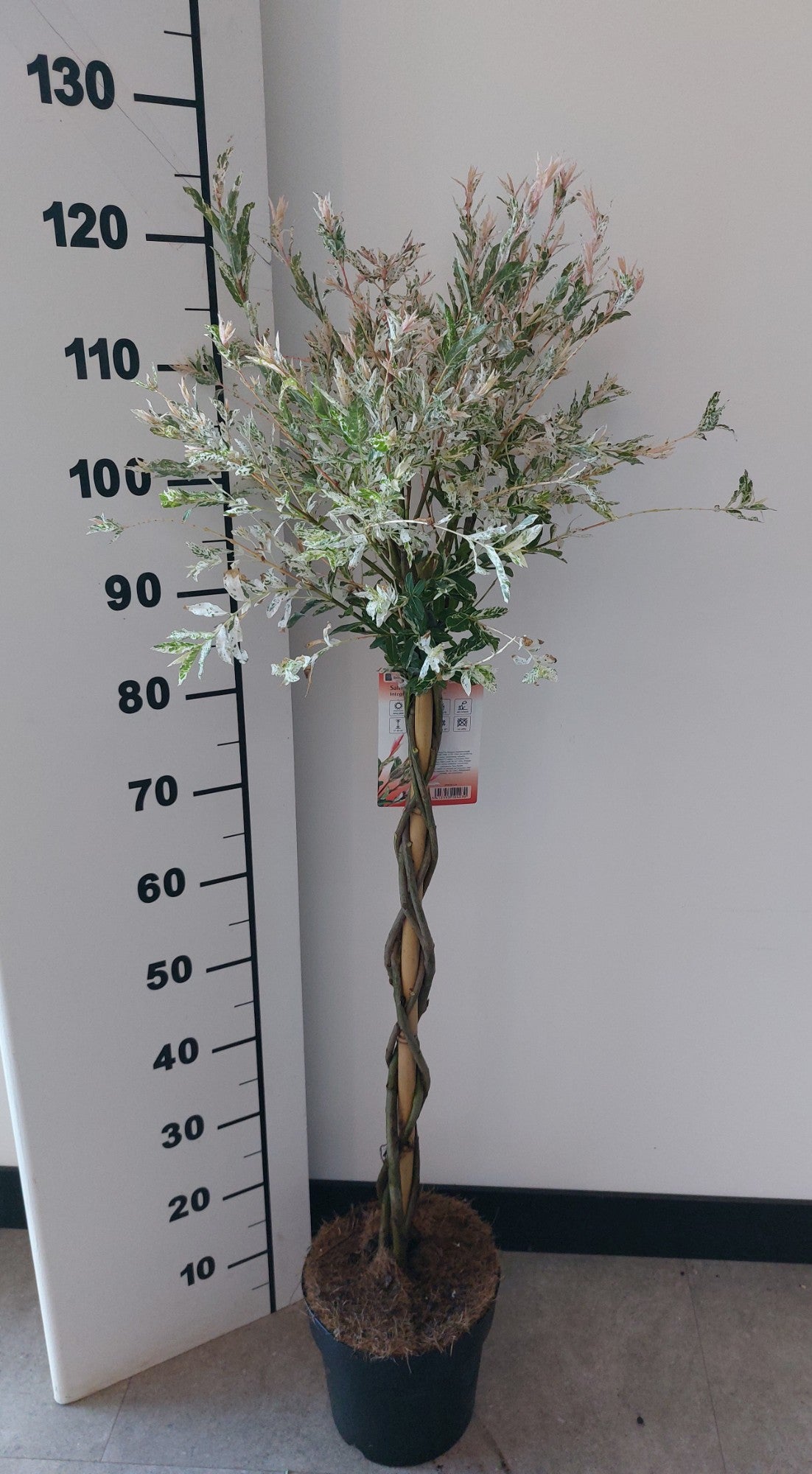 Salix Flamingo gevlochten stam 110cm 21cm Pot