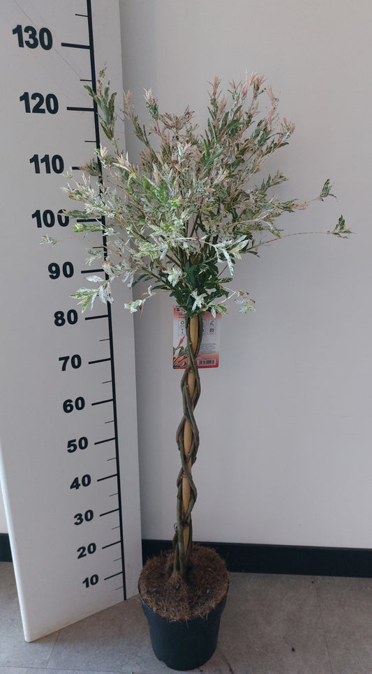 Salix Flamingo gevlochten stam 110cm 21cm Pot