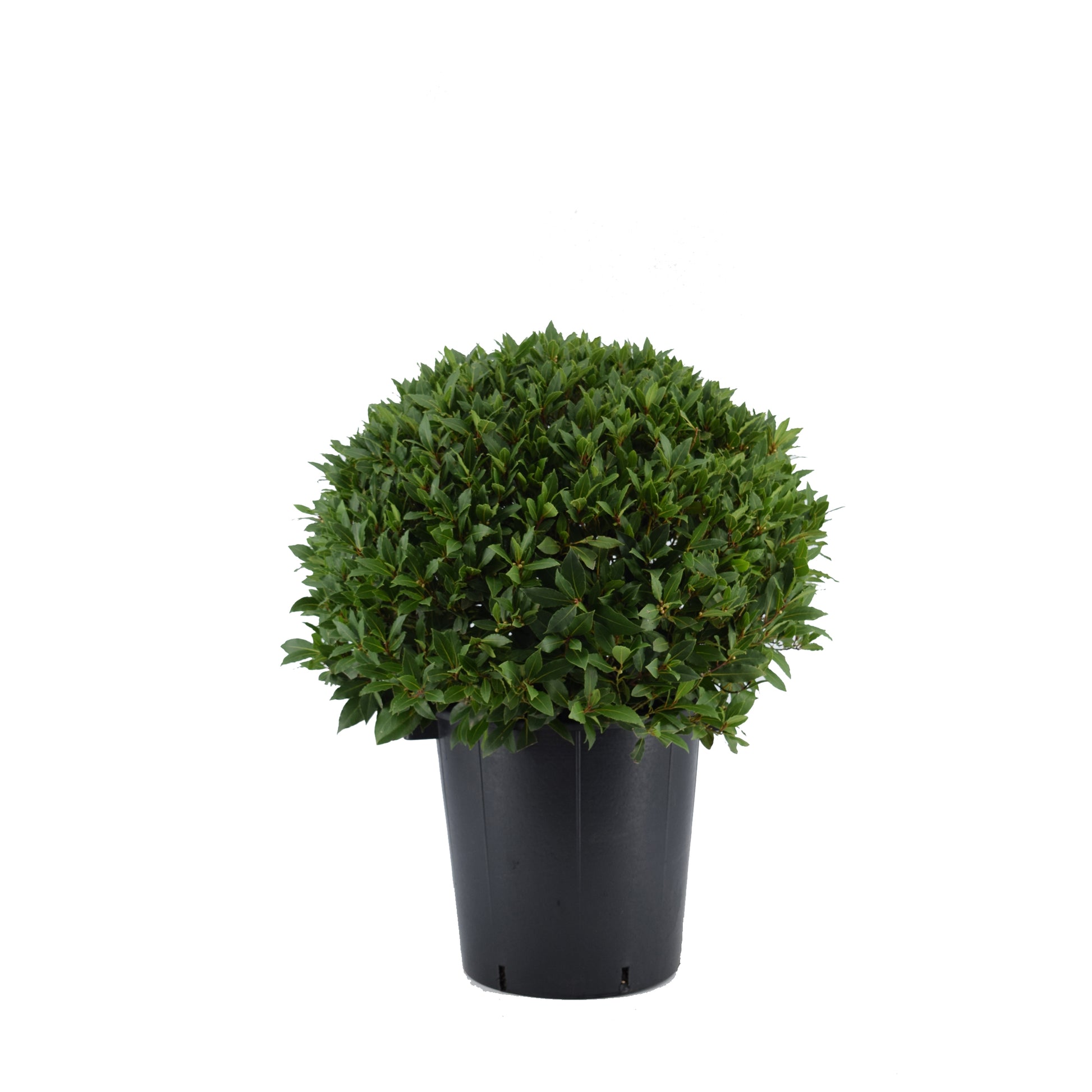Laurus nobilis 100cm 40cm Pot
