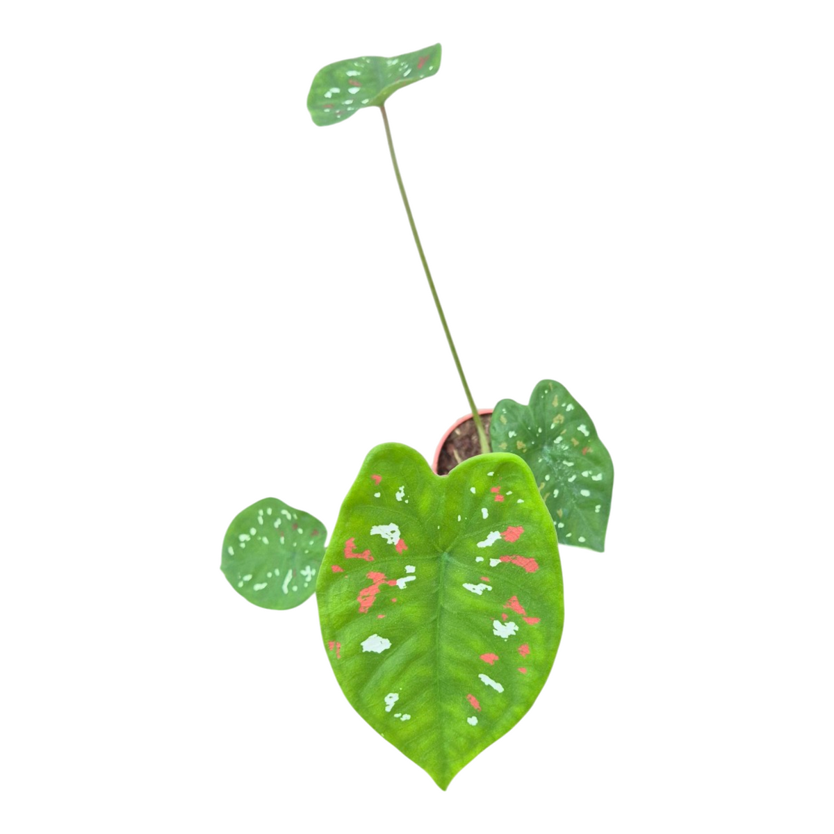 Caladium Carolyn Whorton 25cm 7cm Pot