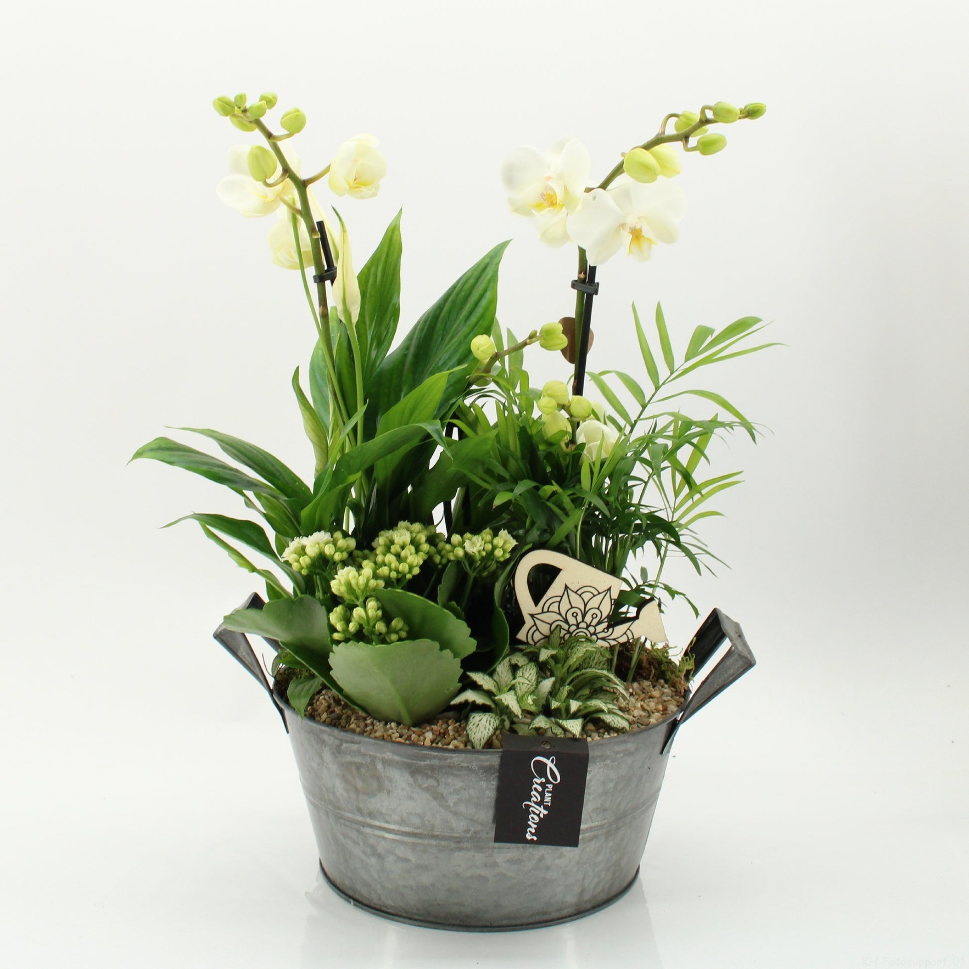 PHAL-2632W Phalaenopsis creatie 45cm 23cm Pot