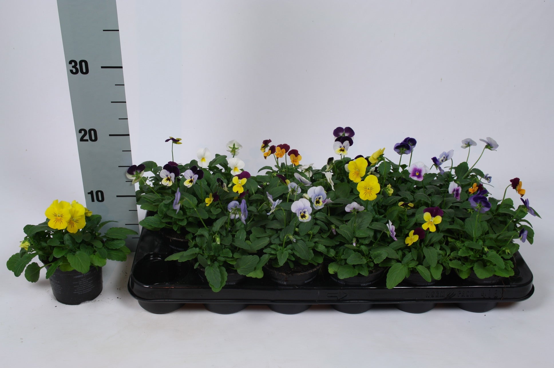 Batist BV, Kwekerij Viola cornuta mix Pack of 18