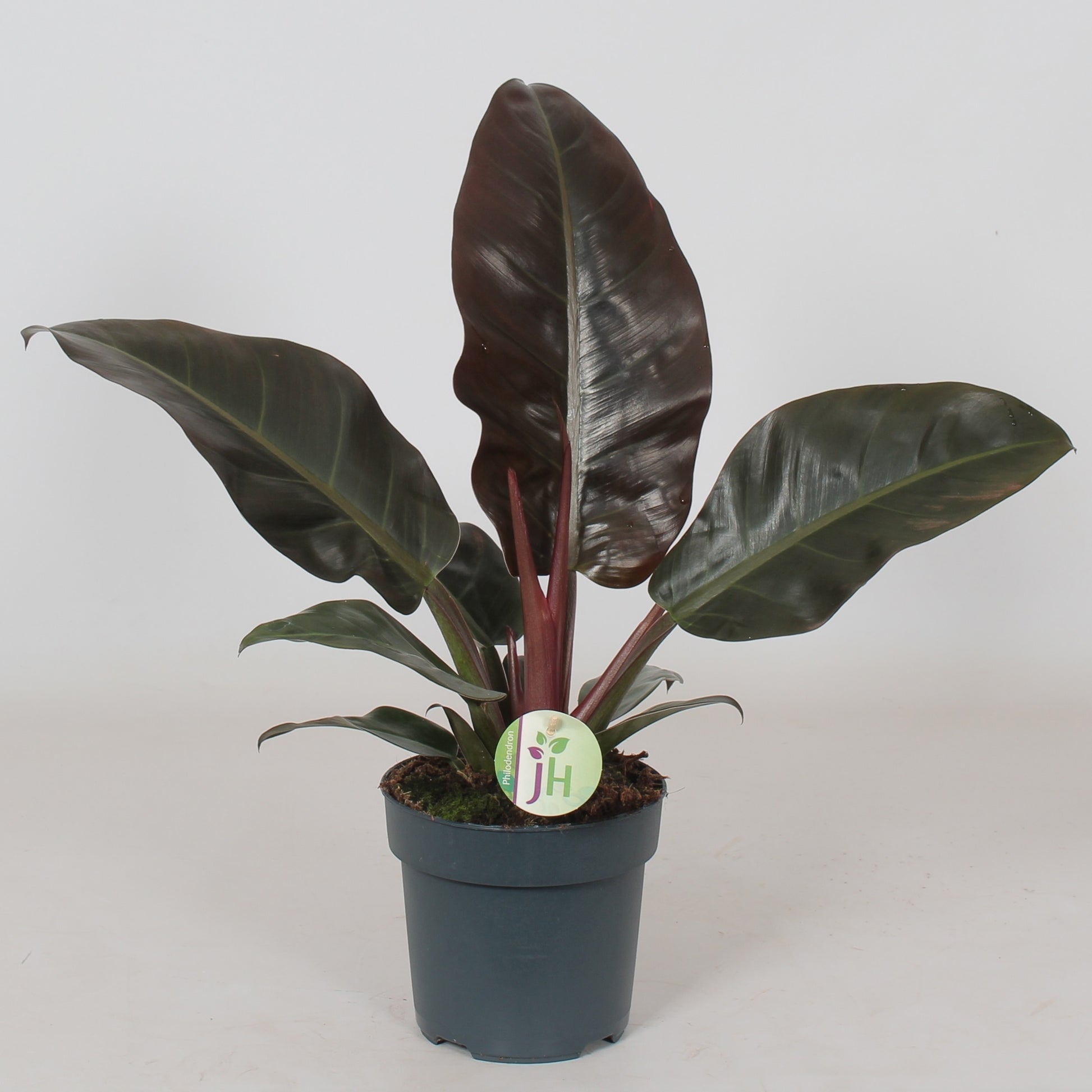 Philodendron Imperial Red 50cm 17cm Pot