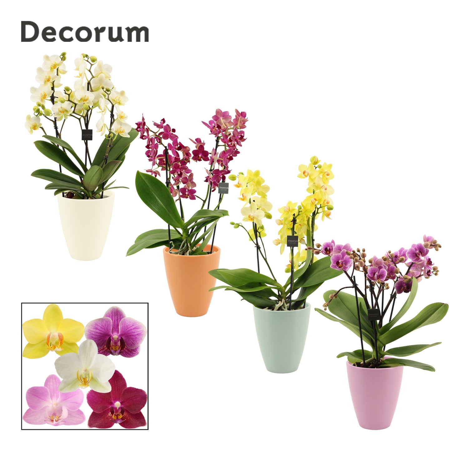 Phalaenopsis mix 35cm 12cm Pot