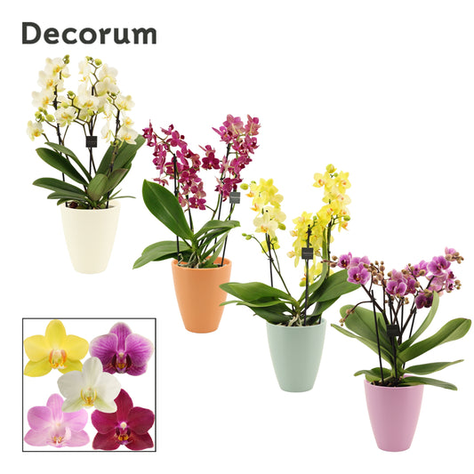 Phalaenopsis mix 35cm 12cm Pot