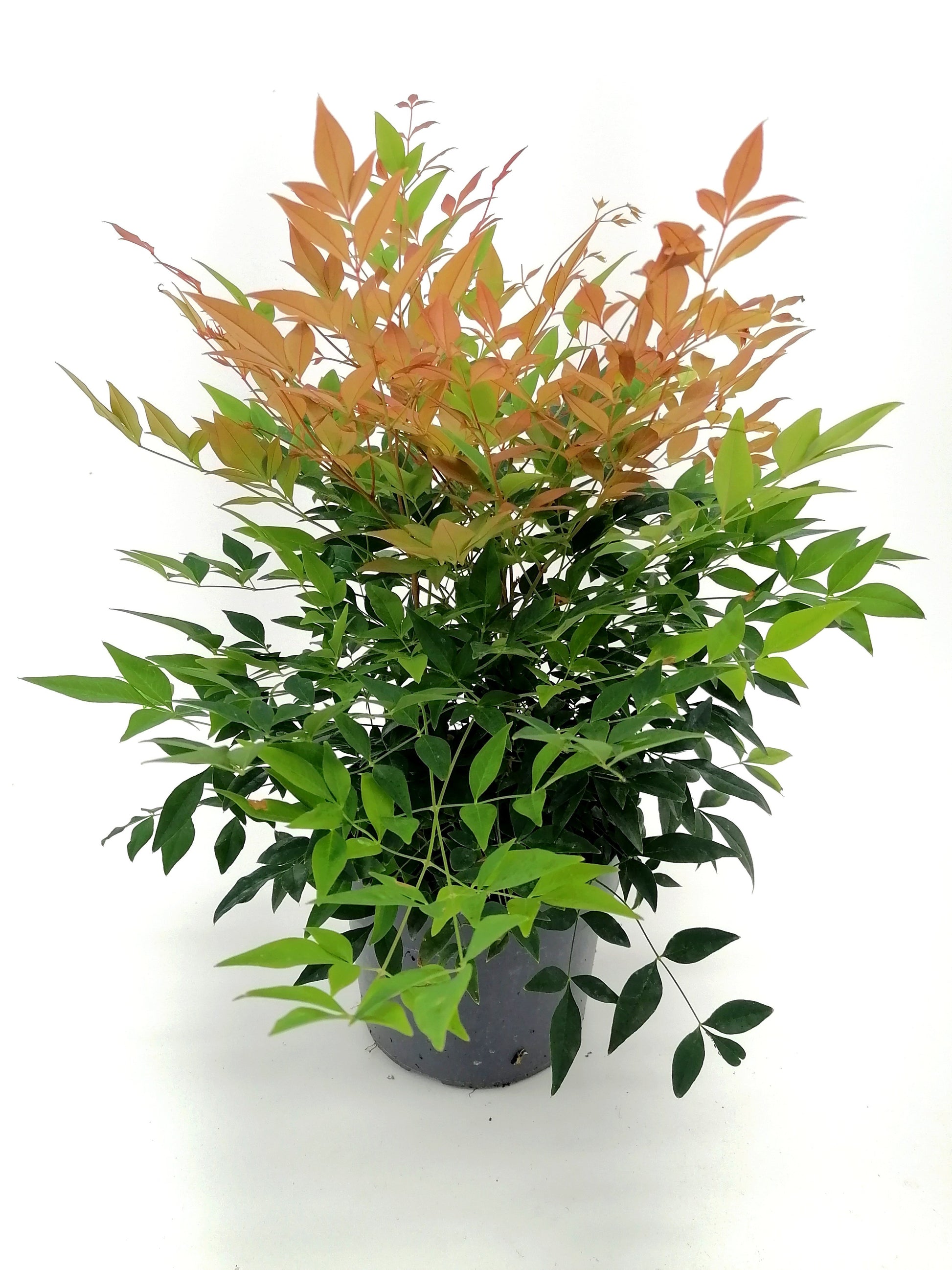 Nandina domestica 30cm 19cm Pot