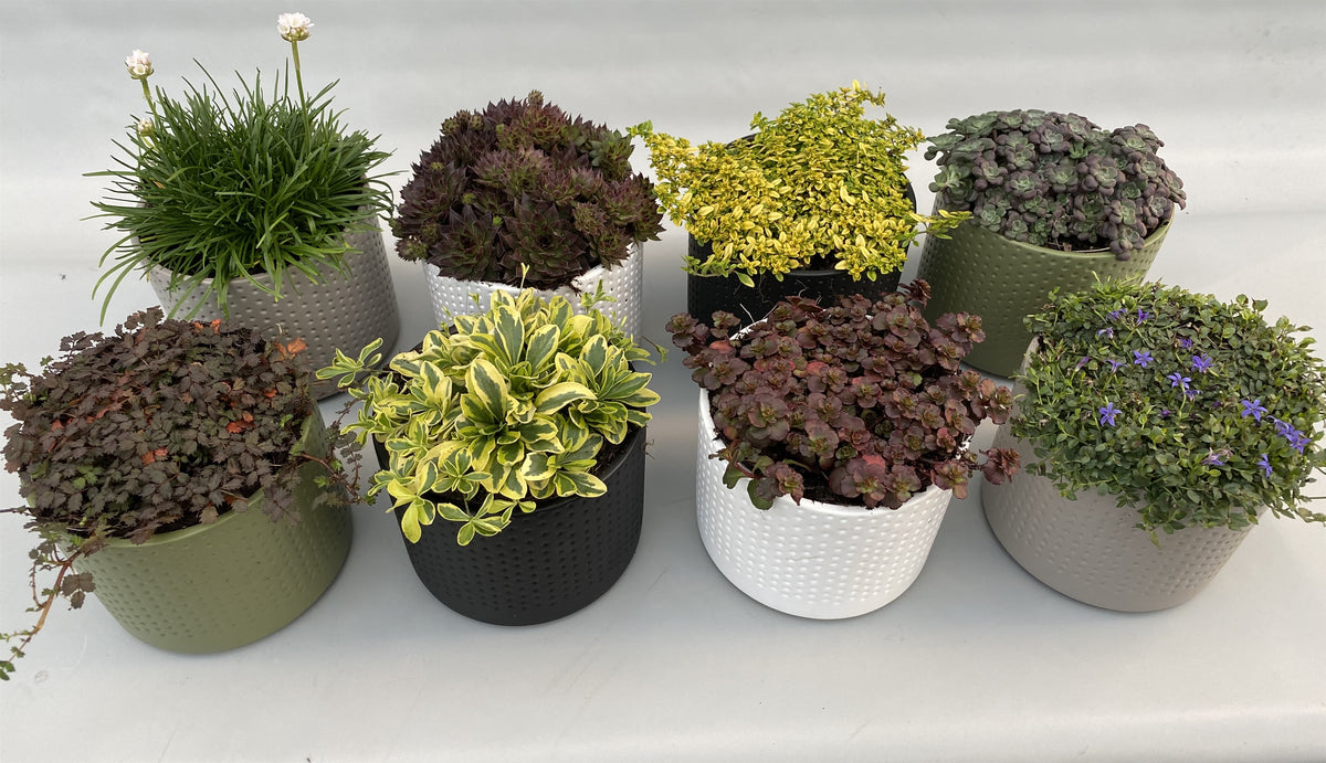 Rockery plants mix 5cm 14cm Pot