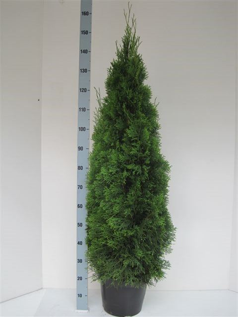Thuja occidentalis Smaragd 140cm 26cm Pot