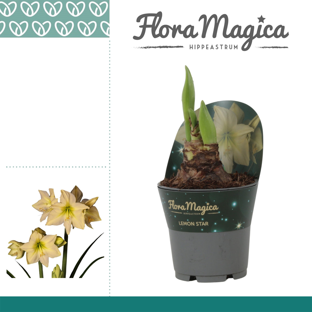 Hippeastrum 25cm 12cm Pot