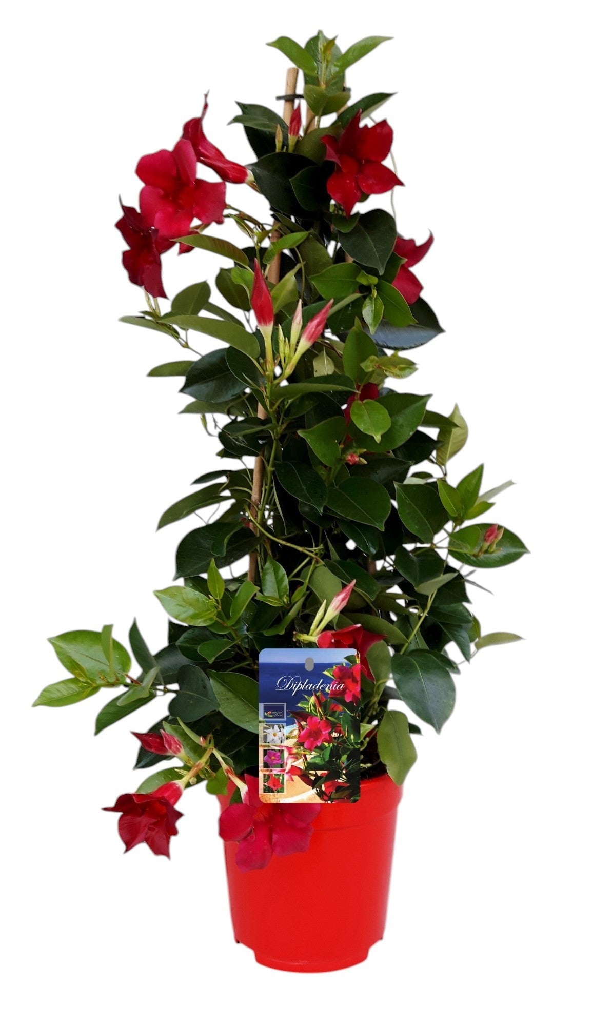 Mandevilla Rio Deep Red 65cm 17cm Pot