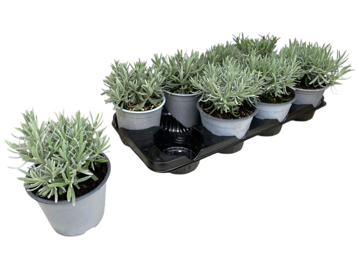 Lavandula angustifolia 25cm 14cm Pot