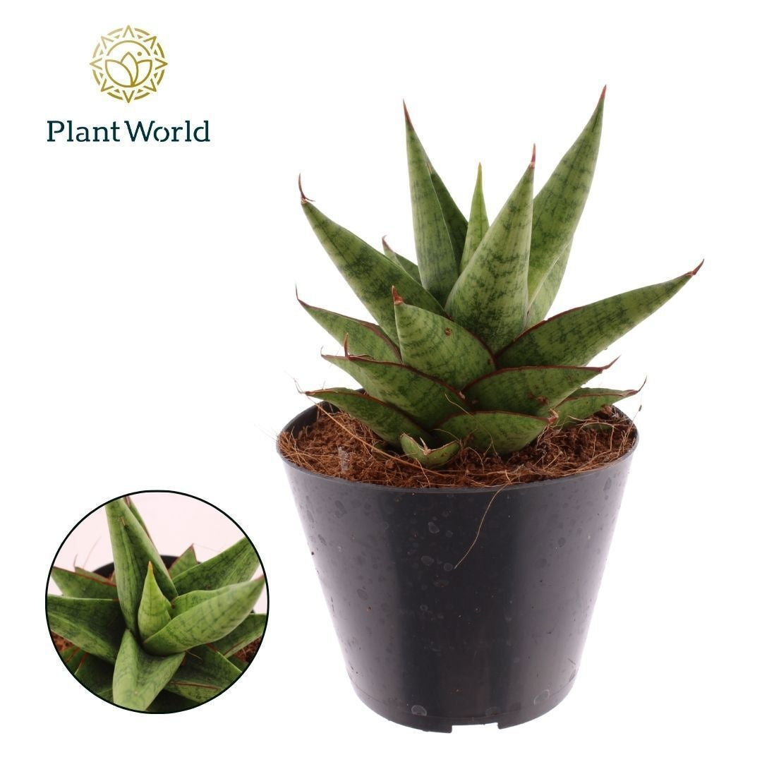 Sansevieria cylindrica 15cm 510cm Pot