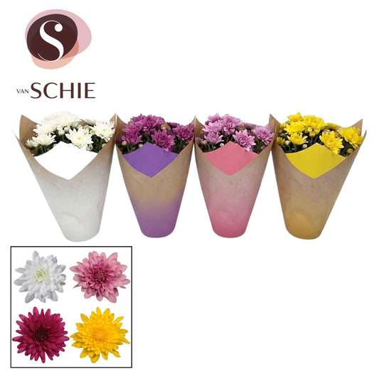 Chrysanthemum Chrystal mix 25cm 13cm Pot