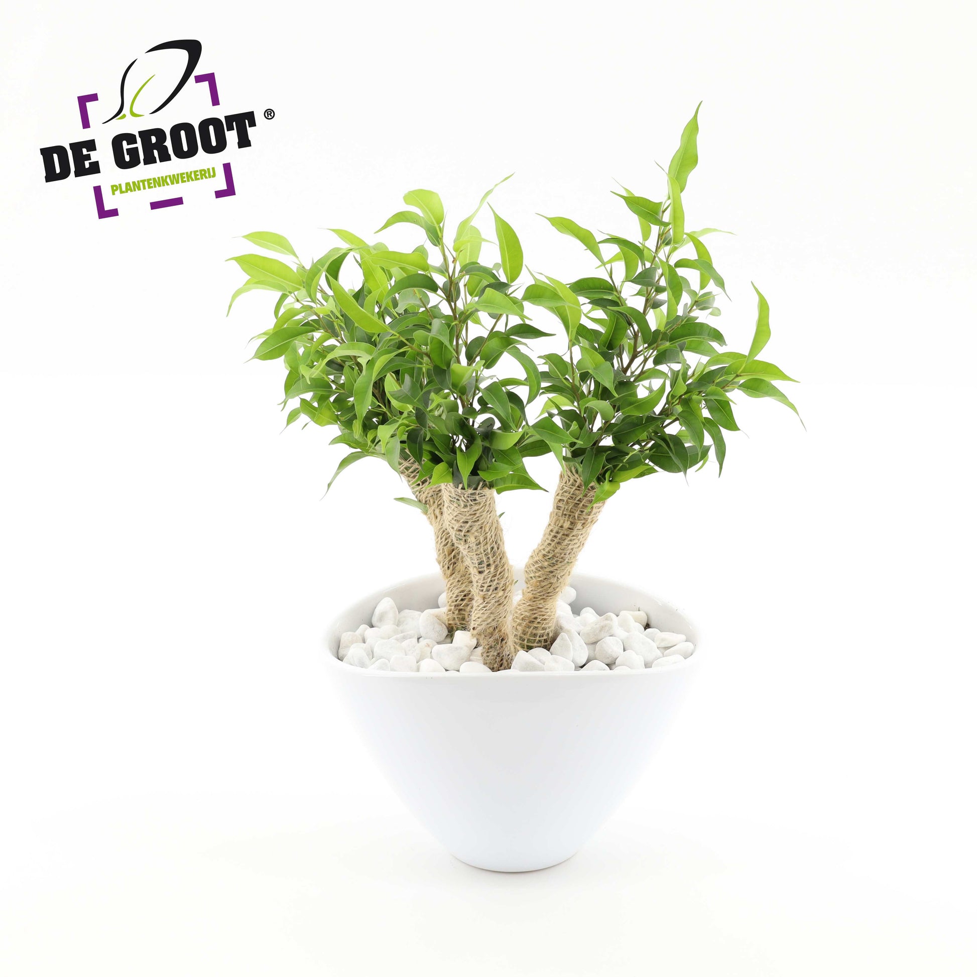 Plants in bakken 18cm Pot