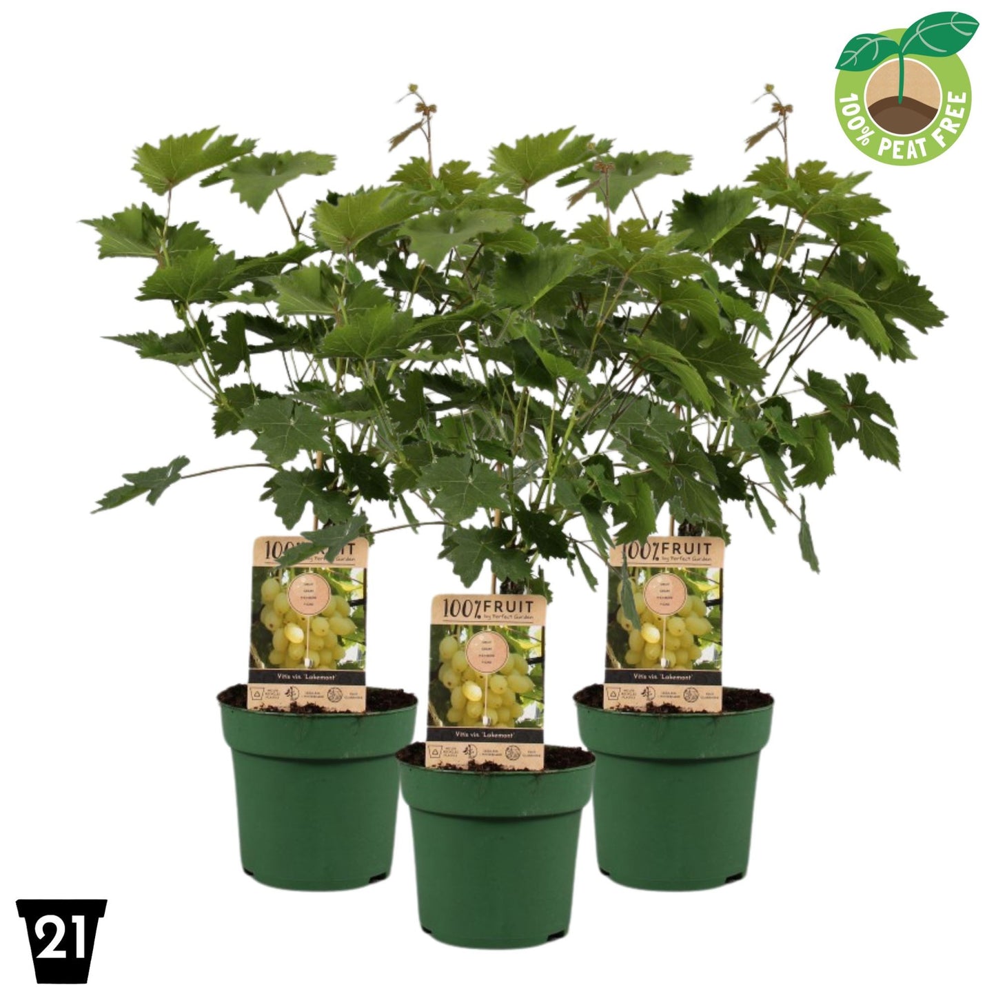 Streng Growers B.V. Vitis vinifera Lakemont Pack of 1