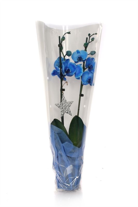 Phalaenopsis Hybrid 55cm 12cm Pot