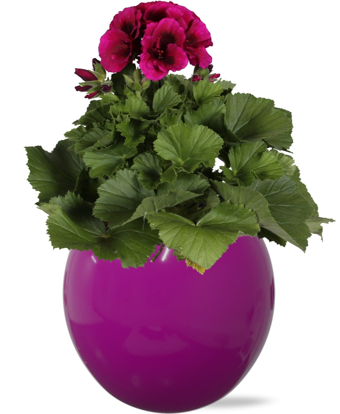 Pelarg. gr. purple (+ drp.ceramic) 25cm 12cm Pot