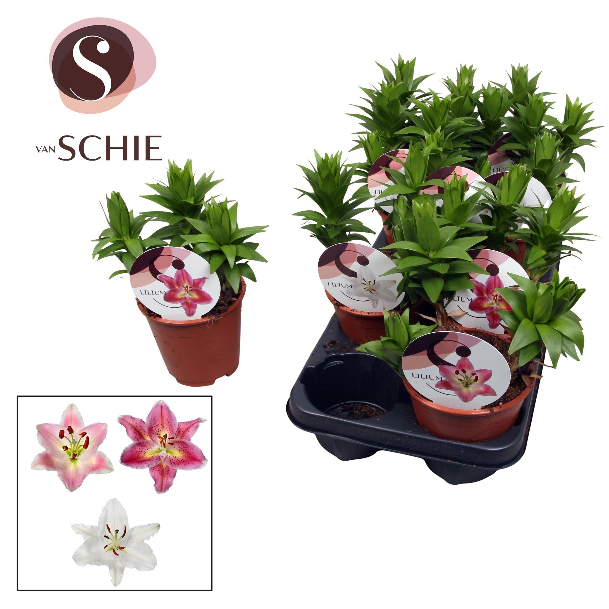 Lilium garden mix 20cm 13cm Pot