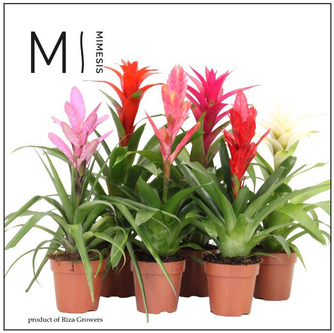 Bromelia mix 45cm 12cm Pot
