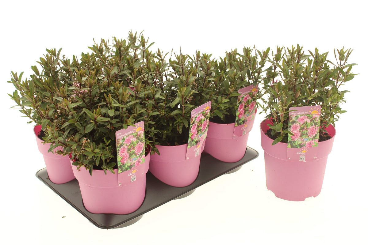 Perennial mix 15cm 15cm Pot