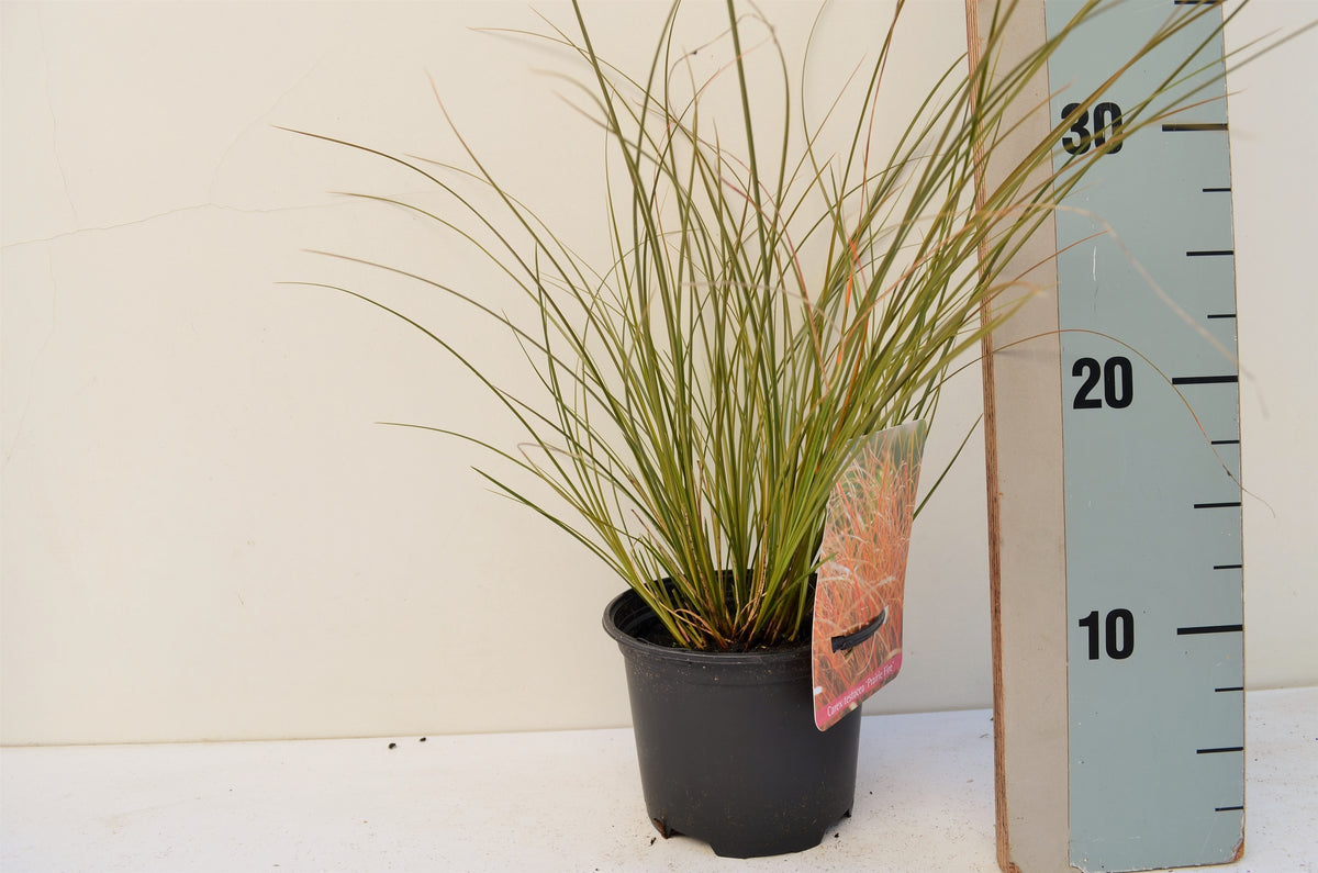 Carex tes. Prairie Fire Color Grass 20cm 13cm Pot