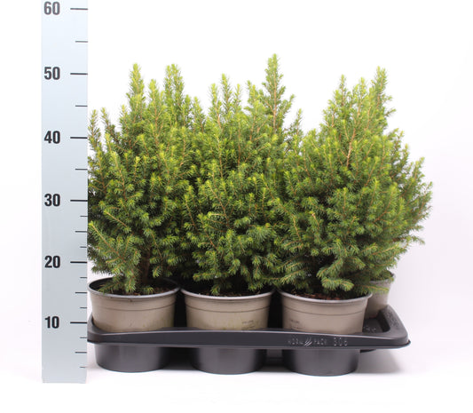 Picea glauca Conica 50cm 17cm Pot