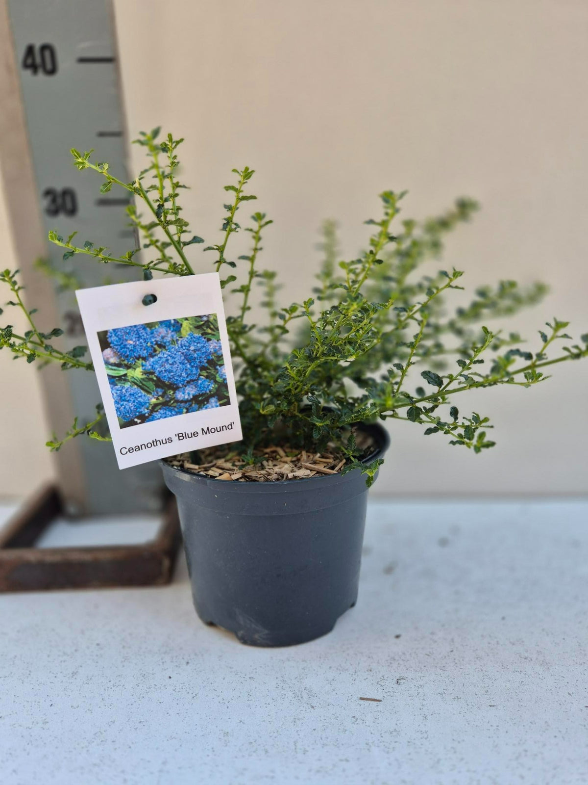 Ceanothus Blue Mound 30cm 17cm Pot