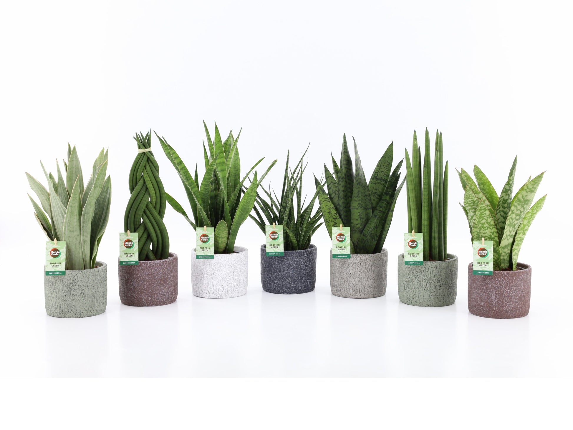 Foliage houseplants mix 35cm 14cm Pot
