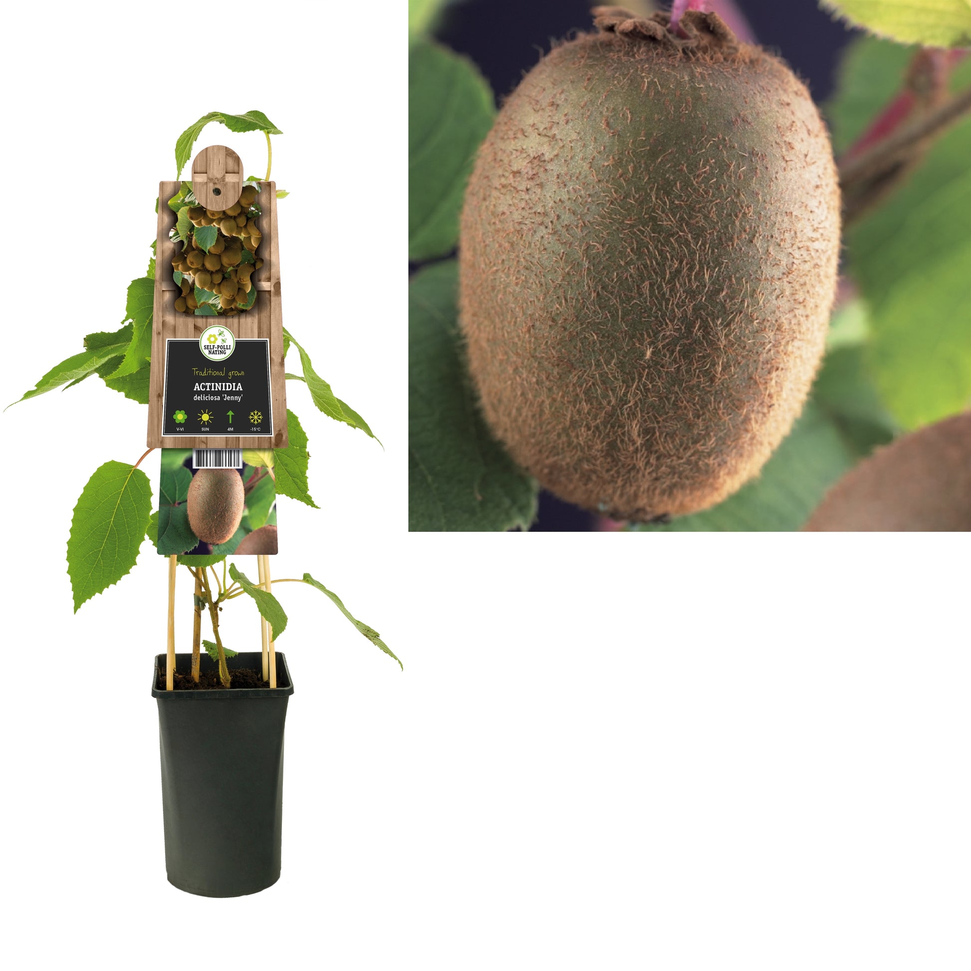 Actinidia deliciosa Jenny (Hardy Kiwi) 75cm 17cm Pot