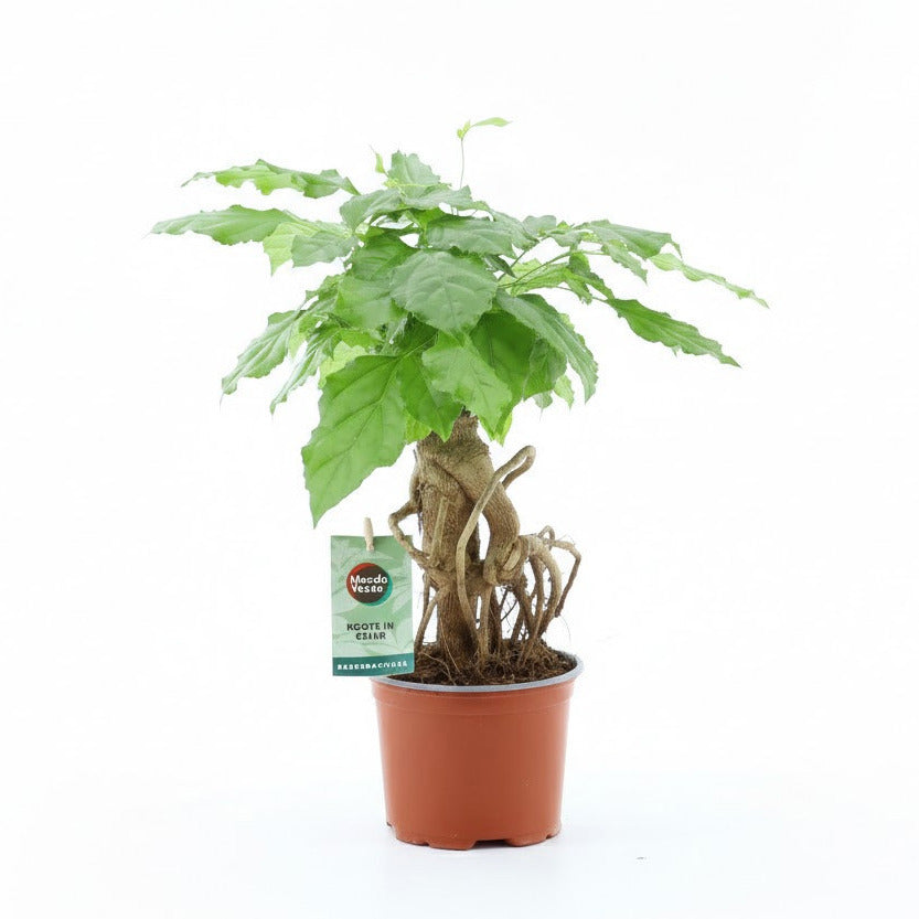 Radermachera sinica 30cm 12cm Pot