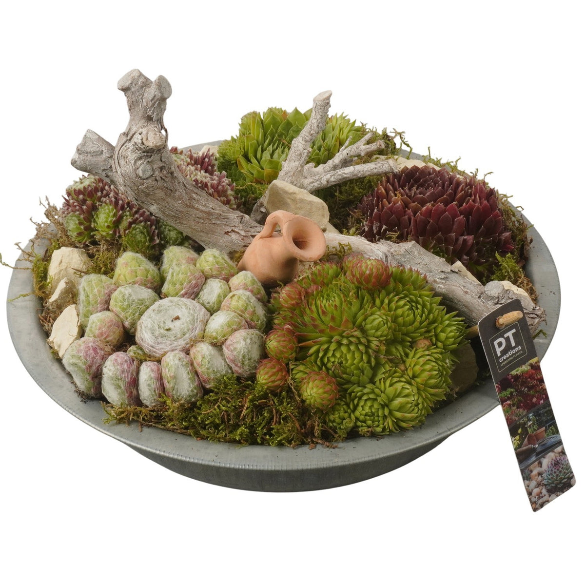 arr. Sempervivum 16cm 33cm Pot