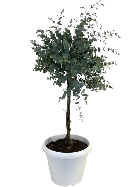 Eucalyptus gunnii 100cm 30cm Pot