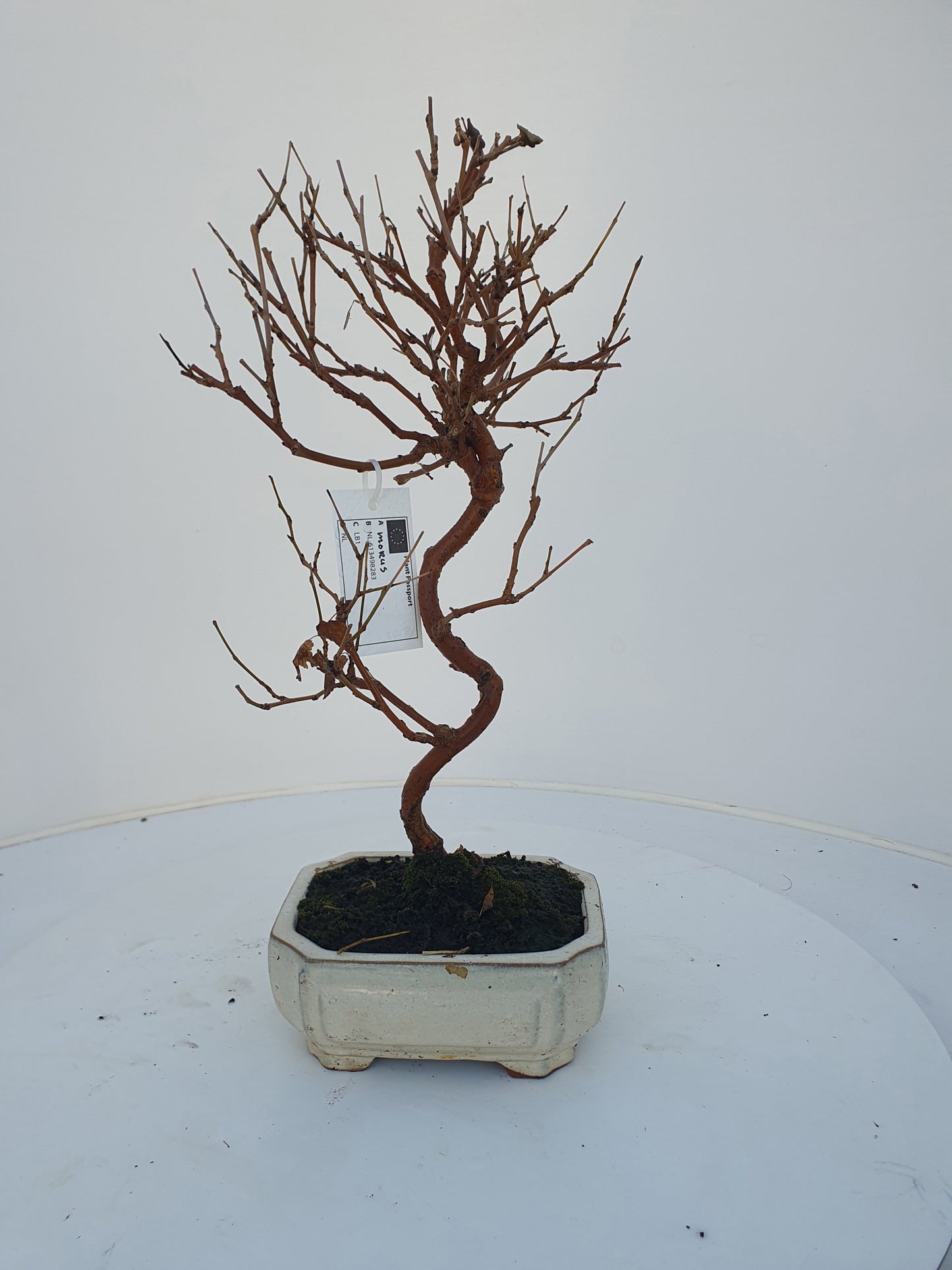 Morus nigra 30cm 15cm Pot