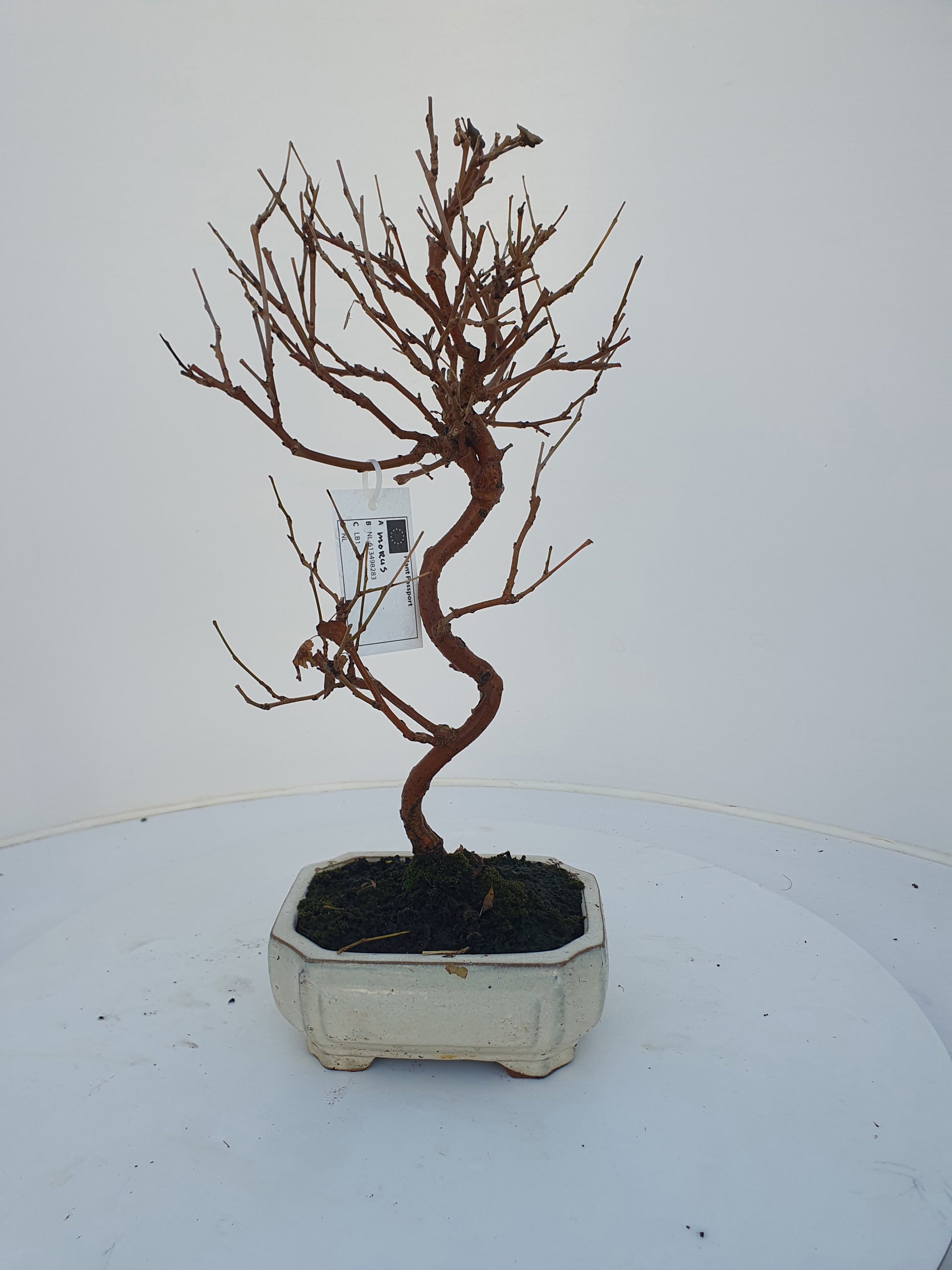 Morus nigra 30cm 15cm Pot