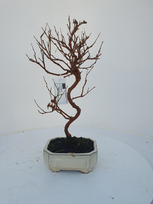 Morus nigra 30cm 15cm Pot
