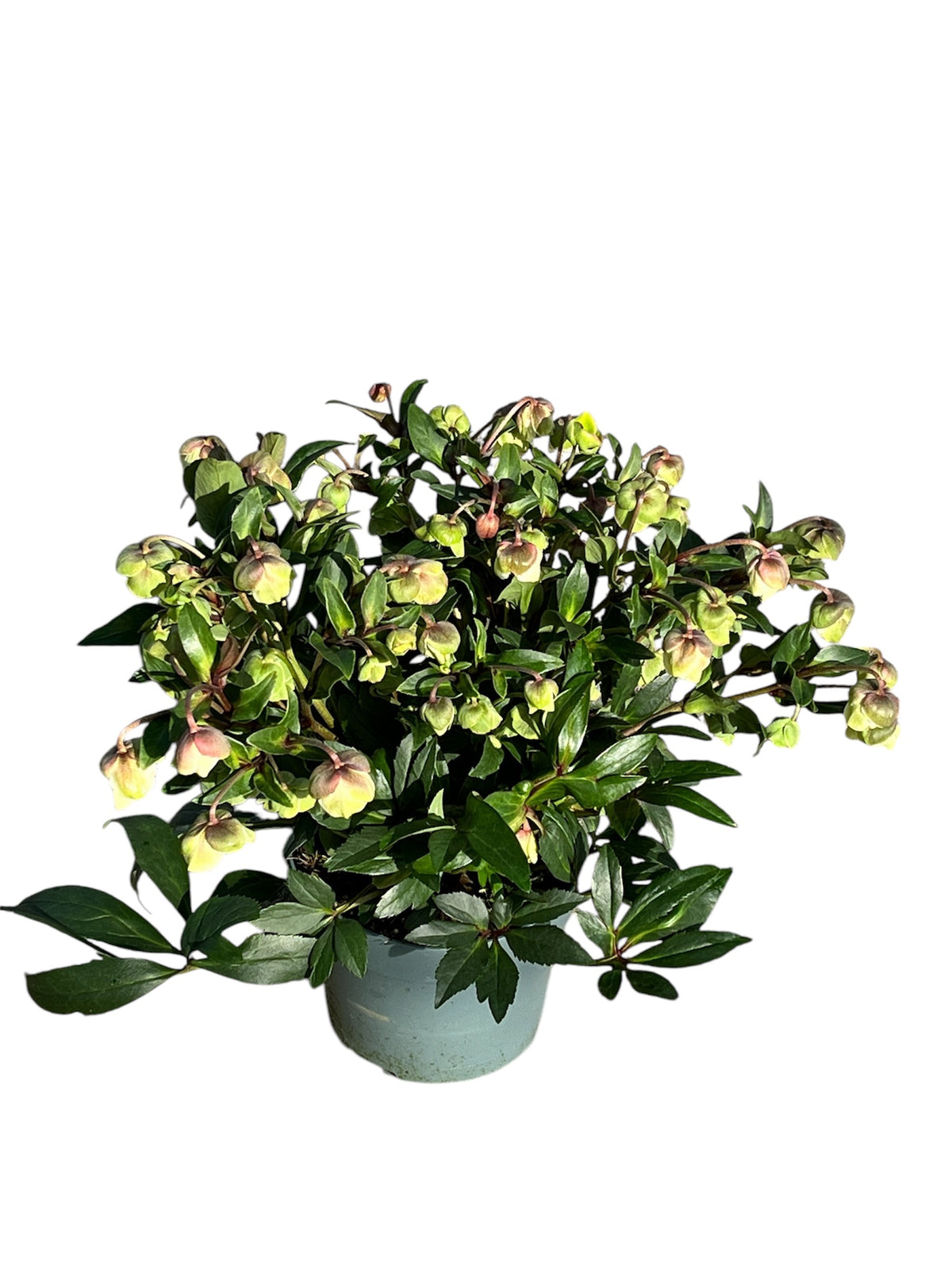 Helleborus Winterbells 40cm 19cm Pot