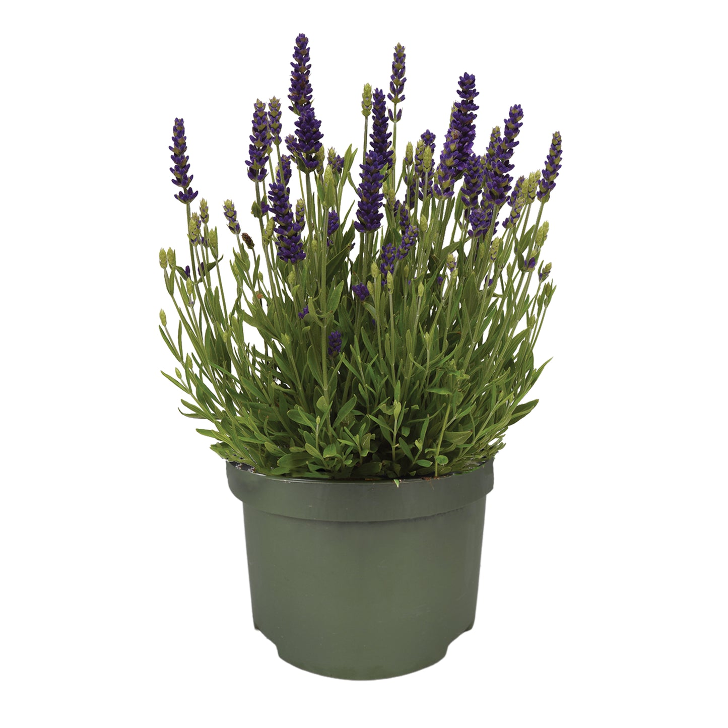 Lavandula ang. Spear Blue 25cm 13cm Pot